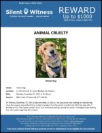 Animal Cruelty / Dog / South 79th Ave and W. Lower Buckeye Rd, Phoenix