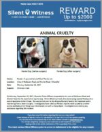 Animal Cruelty / Panda – 3 year old Pitbull Terrier mix / Area of McQueen Road and Warner Road – Chandler